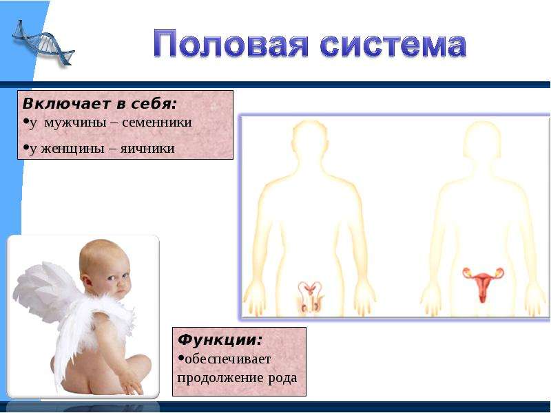 Продолжение рода человека. Что включает в себя половая система. Система органов это 3 класс. Обеспечивает продолжение рода. Презентация на тему половая система человека 7-10 слайдов.