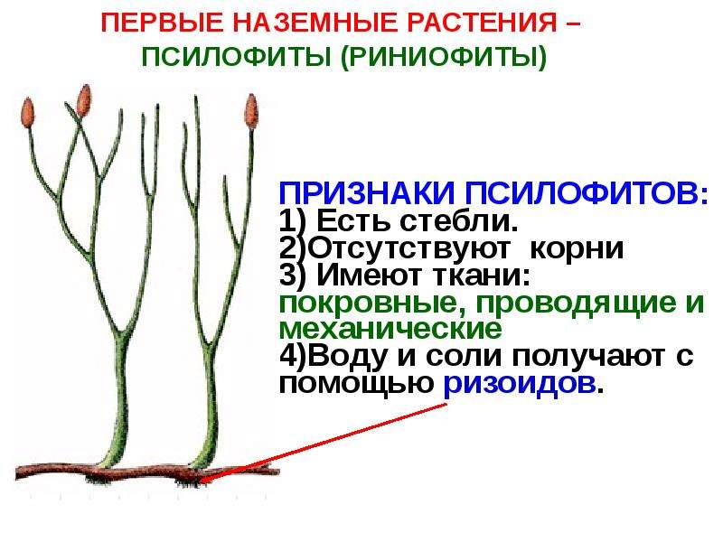 Водоросли псилофиты. Эволюция растений псилофиты. Псилофиты Силур. Риниофиты растения. Риниофиты Эра.