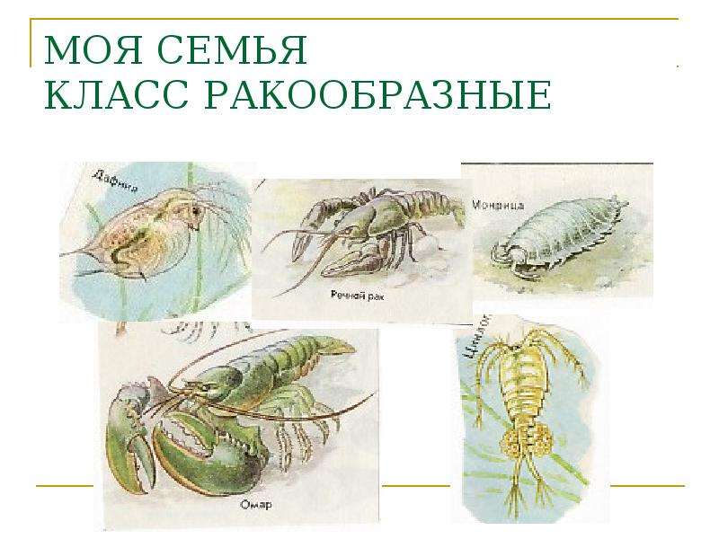 Самый многочисленный тип членистоногих. Тип Членистоногие класс ракообразные презентация 7 класс Пасечник.