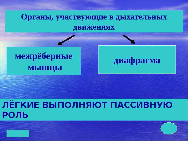 Дыхательные движения человека. Дыхательные движения. Дыхательные движения 8 класс презентация. Дыхательные движения 8 классы презентация. Органы участвующие в дыхательных движениях.