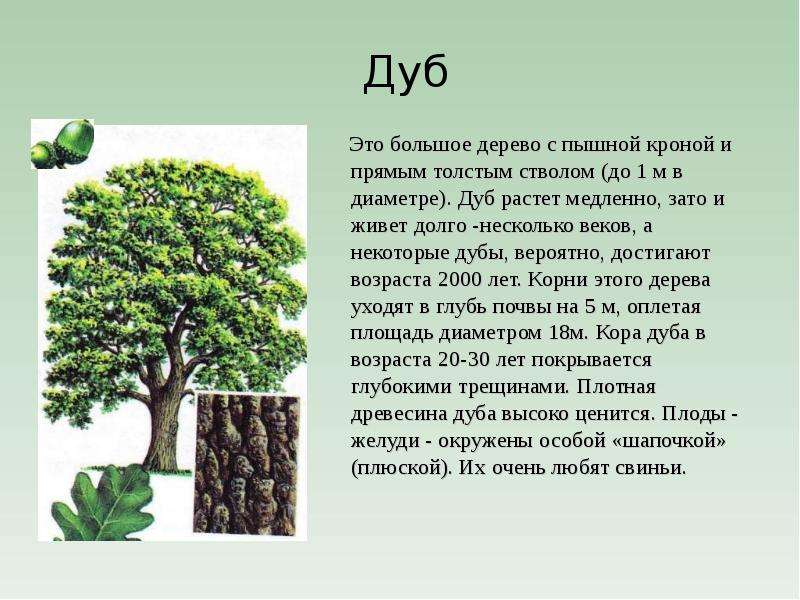 характеристика деревьев