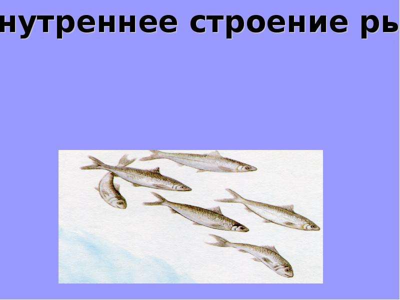 Какой газ выделяет рыба в воду. Помфоринхоз рыб презентация.