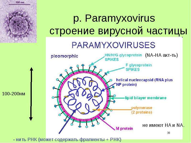 Вирус гриппа семейство. Вирус эпидемического паротита строение. Строение вируса свинки паротита. Структура вируса кори. Структура вириона эпидемического паротита.