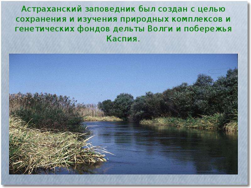 Астраханский заповедник был создан с целью сохранения и изучения природных комплексов и генетических
