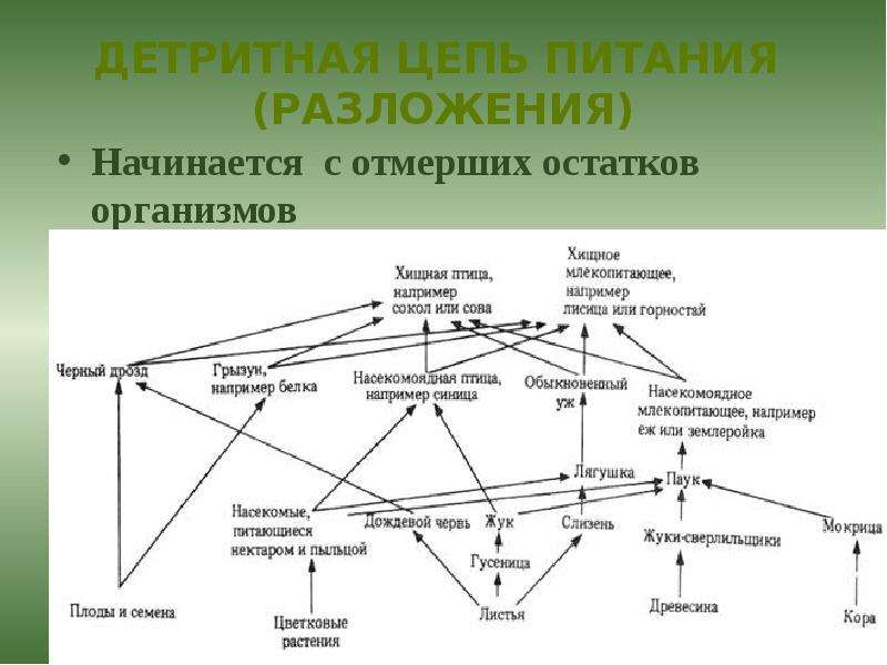 Детритная цепь схема