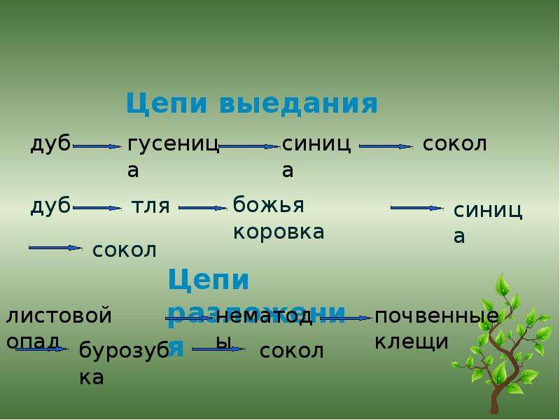 Трофические связи презентация