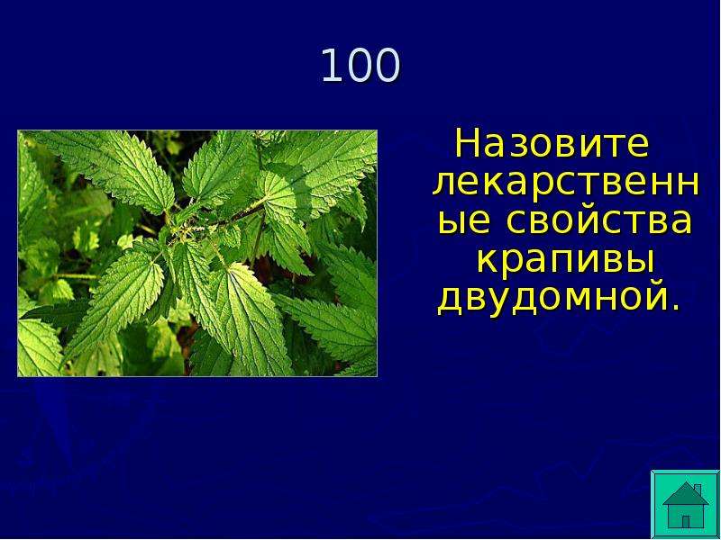 Форма листа крапивы двудомной. Загадка про крапиву для детей. Крапива двудомная систематика. Скороговорки про крапиву. Кроссворд про крапиву.