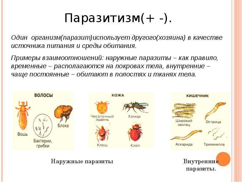 Чем наружные паразиты отличаются от. Паразиты внутренние и внешние примеры. Наружные и внутренние паразиты биология. Паразиты примеры организмов. Паразиты животных биология.
