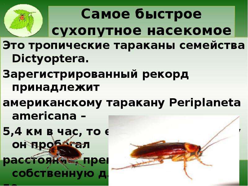 Насекомые рекордсмены проект