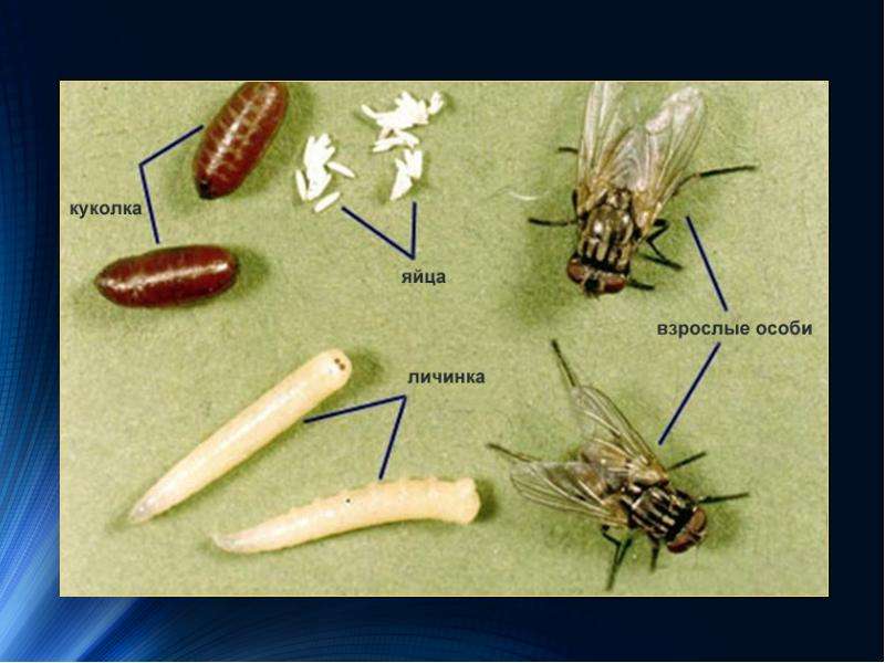 Стадии развития мухи в картинках