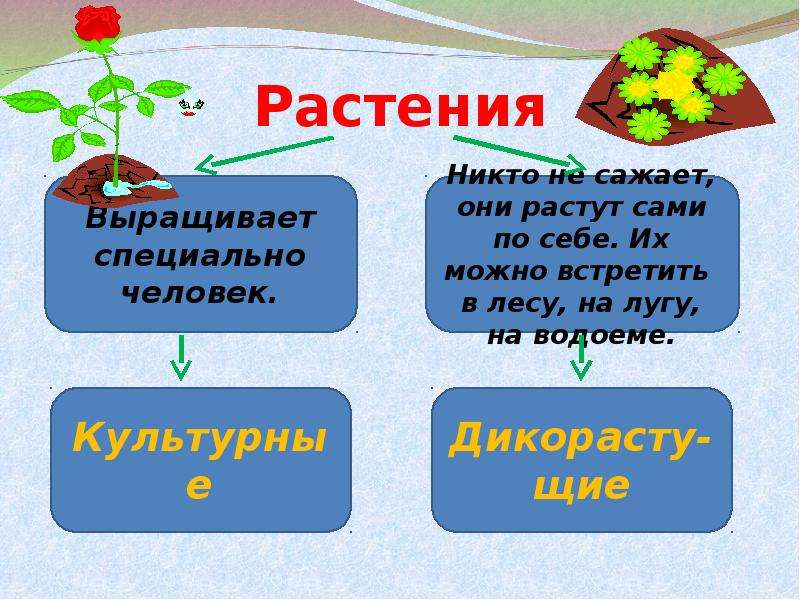 Какие бывают растения презентация 2 класс плешаков окружающий мир