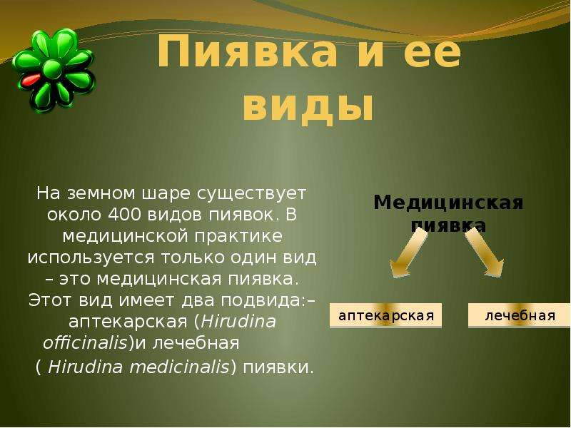 400 видов. Слюна пиявки чем полезна. Гирудотерапия это определение. Механизм действия пиявок. Гирудотерапия это применение пиявок с целью.