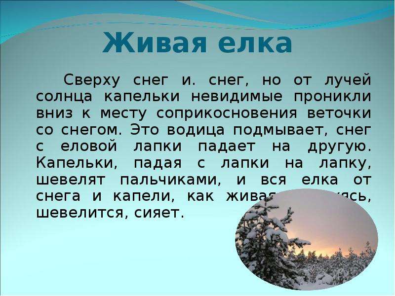 


Живая елка
		Сверху снег и. снег, но от лучей солнца капельки невидимые проникли вниз к месту соприкосновения веточки со снегом. Это водица подмывает, снег с еловой лапки падает на другую. Капельки, падая с лапки на лапку, шевелят пальчиками, и вся елка от снега и капели, как живая, волнуясь, шевелится, сияет.
