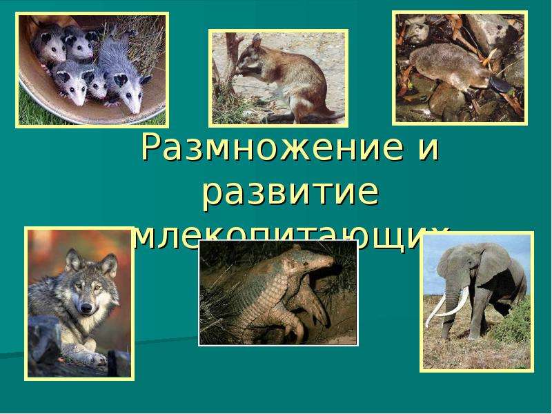 Способы размножения млекопитающих. Развитие млекопитающих. Размножение млекопитающих. Цикл развития млекопитающих. Размножение млекопитающих 7 класс.