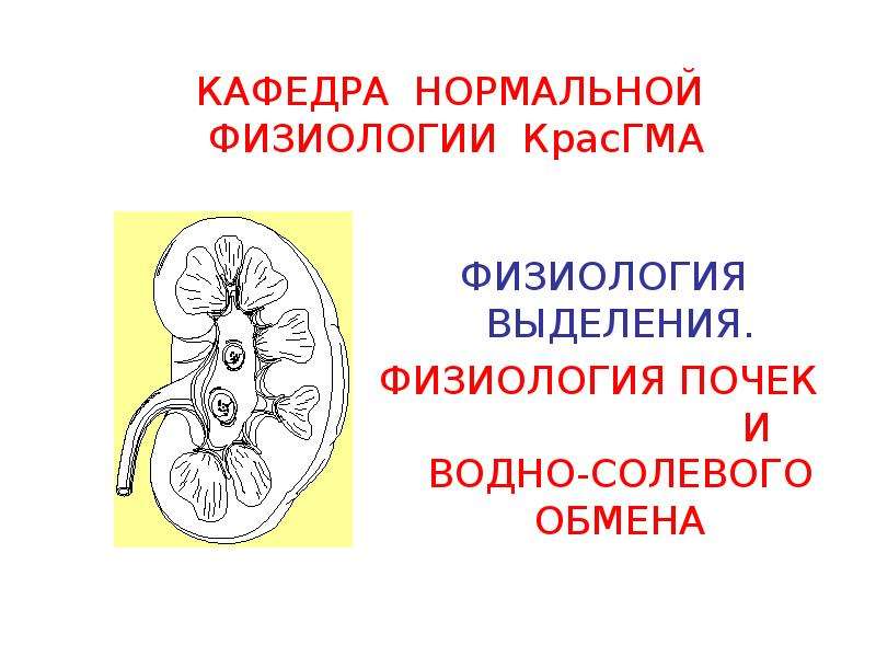 Обмен почками. Физиология почек. Нормальная физиология почек. Экскреция почек физиология. Функции почек нормальная физиология.