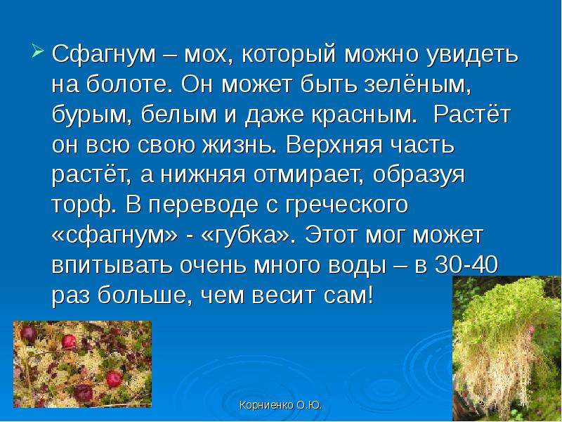 Сфагнум – мох, который можно увидеть на болоте. Он может быть зелёным, бурым, белым и даже красным.