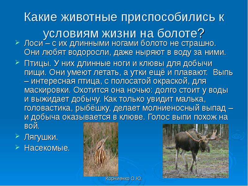 Какие животные приспособились к условиям жизни на болоте? Лоси – с их длинными ногами болото не стра