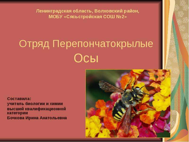 Составить осу. Отряд Перепончатокрылые презентация. Презентация на тему Перепончатокрылые. Характеристика отряда Перепончатокрылые. Образ жизни перепончатокрылых.