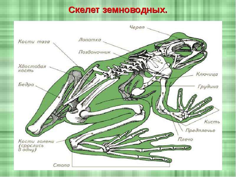 Какая схема верно отражает место земноводных среди других позвоночных животных