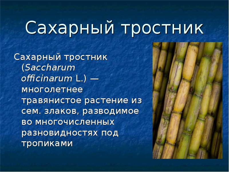 Сахарный тростник производство. Сахарный тростник стебель Соломина. Сообщение о сахарном тростнике. Сахарный тростник происхождение. Сахарный тростник злаковое растение.