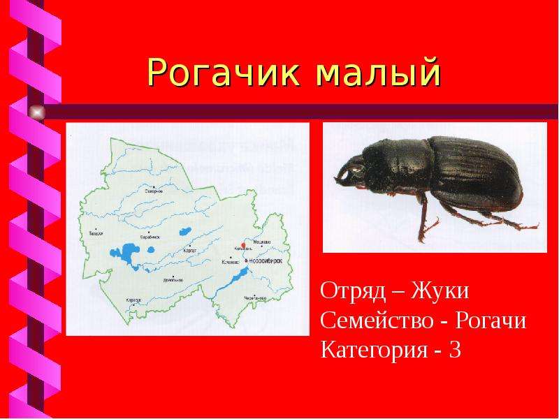 Презентация на тему красная книга новосибирской области