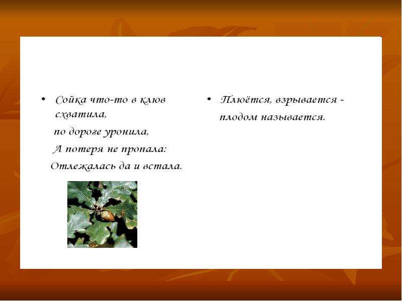 Маленькое проверочное. Заключение о плодах растений. Загадка Сойка что то в клюв схватила и нечаянно уронила.