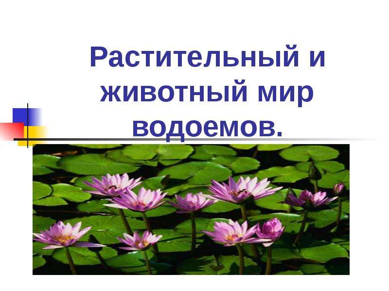 Растительный и животный мир иркутской области презентация
