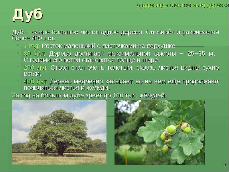 Дуб презентация. Рассказ о дубе. Описание дерева. Дуб дерево описание. Доклад про дуб.