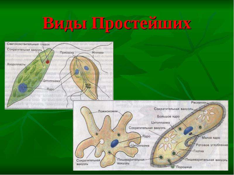 Презентация по теме простейшие 7 класс биология