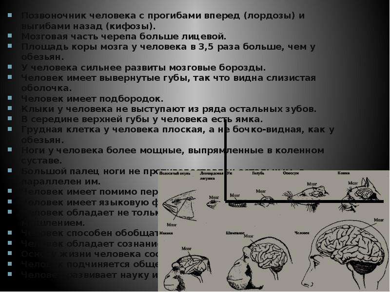 Человек и обезьяна сходства и различия презентация