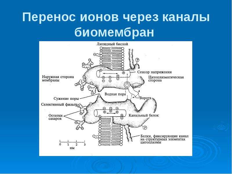 Ионы через мембрану. Перенос ионов через мембрану. Механизм транспорта ионов через канал. Строение мембраны биохимия. Биофизика транспорт веществ.