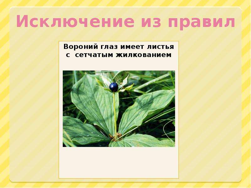 Признаки растений какого класса изображены на рисунке перечислите эти признаки какие семейства