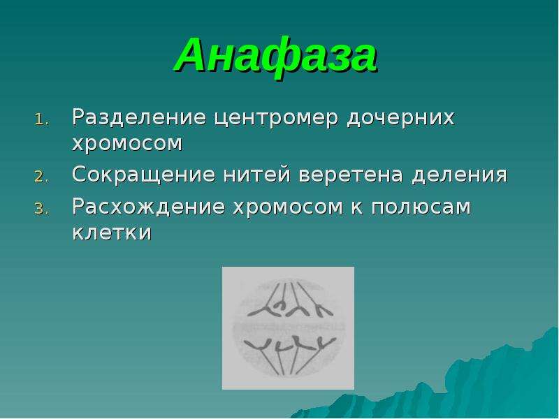 Деление центромер. Разделение центромер. Анафаза сокращение нитей. Деление центромер хромосом. Анафаза 1 деления.