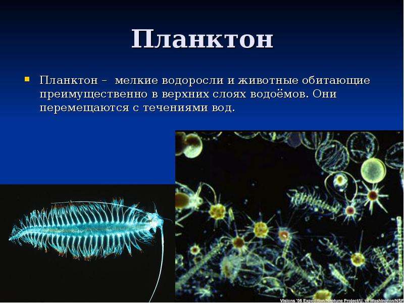 Водная среда обитания 5 класс биология презентация