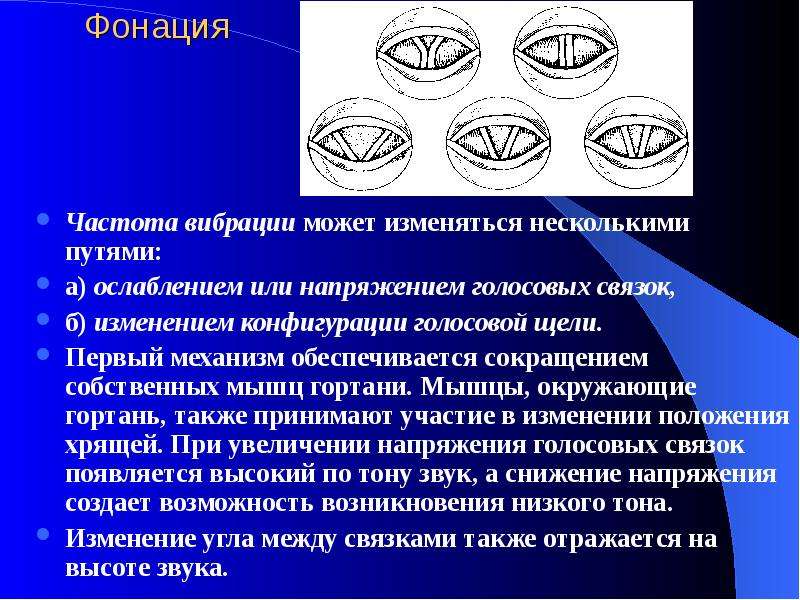 Несколько изменяется. Фонация. Механизм фонации. Фонация и артикуляция.