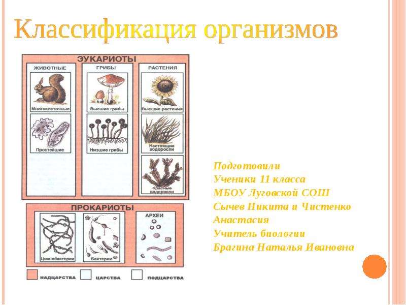 Классификация организмов 5