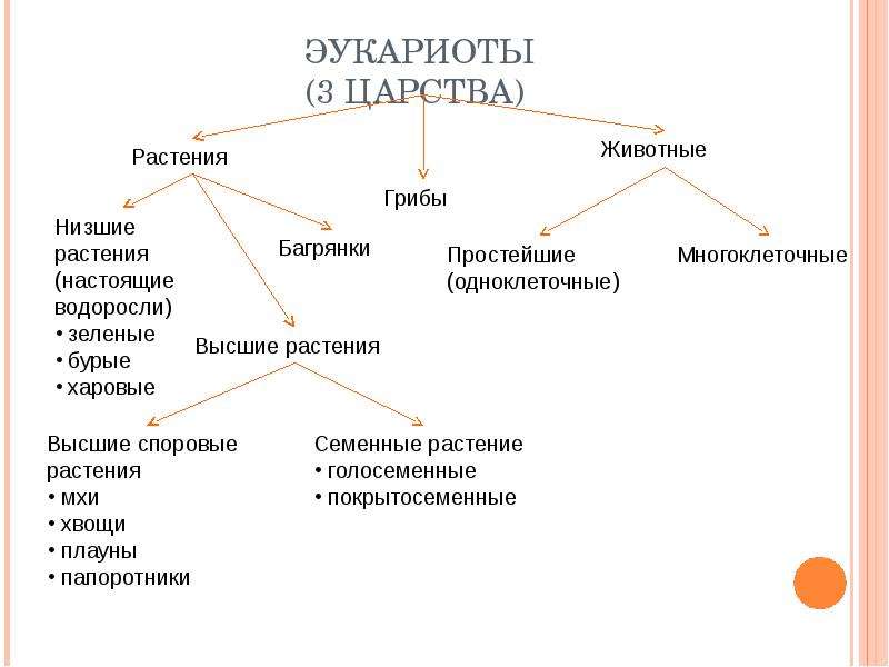 Три царства эукариотов