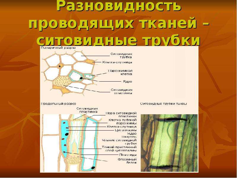 Ситовидные трубки черешка ситовидные трубки стебля