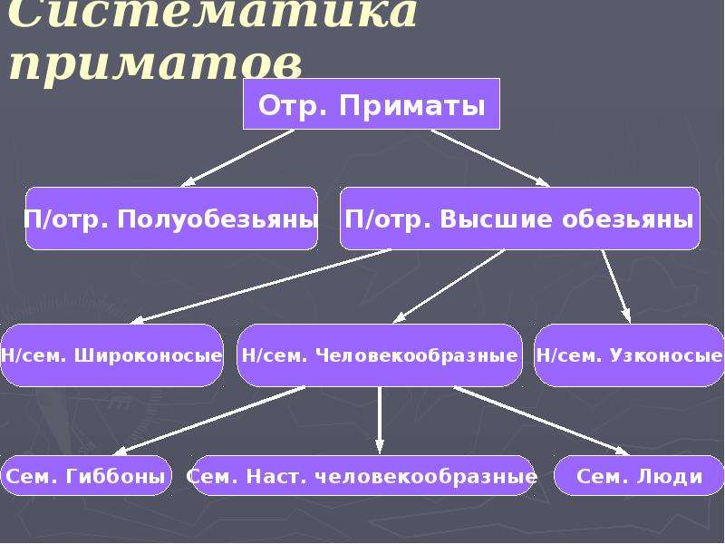 Основные этапы эволюции приматов презентация