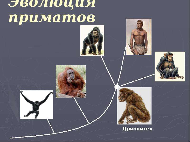Презентация по теме приматы