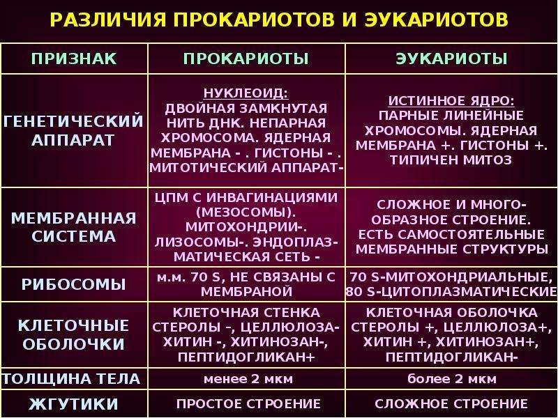 У прокариот в сравнении с эукариотами отсутствуют