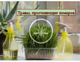 Презентация "Травы, прогоняющие комаров" - скачать презентации по ОБЖ