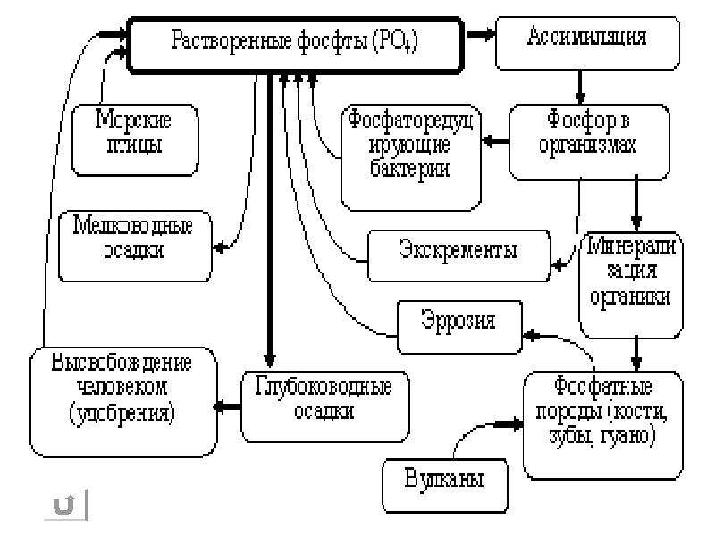 Схема биогеохимического цикла фосфора