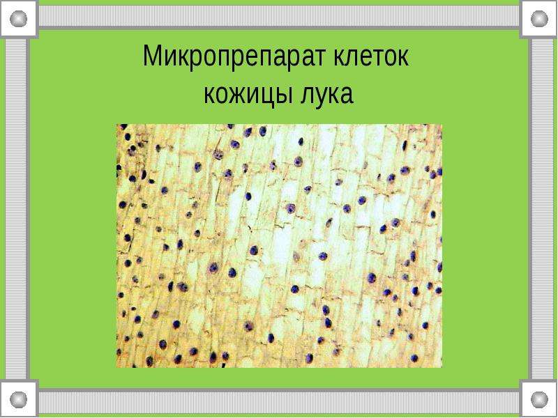 Презентация по теме клетка 10 класс. Микропрепарат клетки кожицы лука. Микропрепарат кожицы лука. Микропрепарат кожицы. Клетка микропрепарата кожица лука.