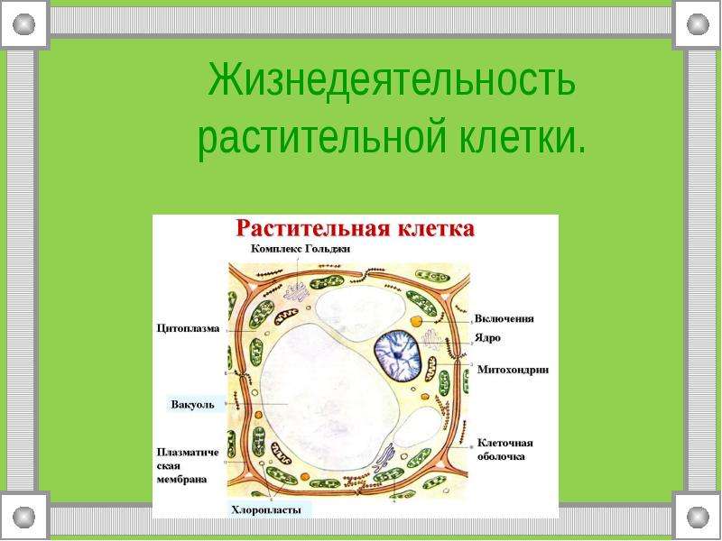 Презентация на тему жизнедеятельность клетки