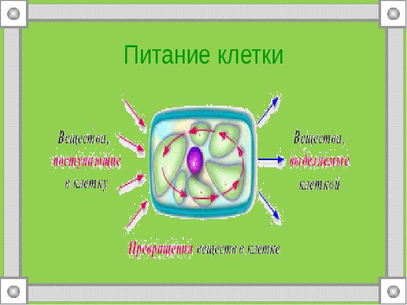 Рисунок питания клетки. Питание клетки. Питание клетки человека. Процесс питания клетки. Клетка питание клетки.