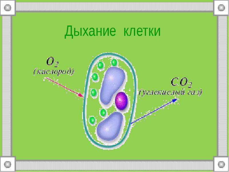 Клеточное дыхание рисунок