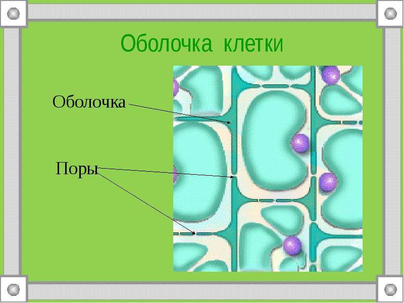 Мембрана растительной клетки функции. Рисунок оболочки растительной клетки. Поры в оболочке растительной клетки. Строение оболочки растительной клетки. Строение клеточной оболочки растительной клетки.