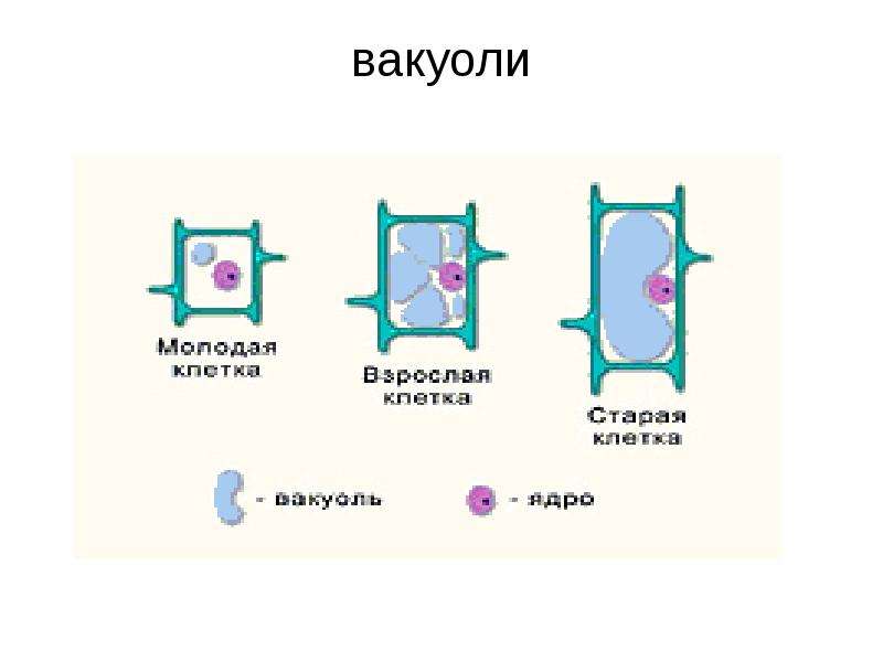 Старая растительная клетка по сравнению с молодой