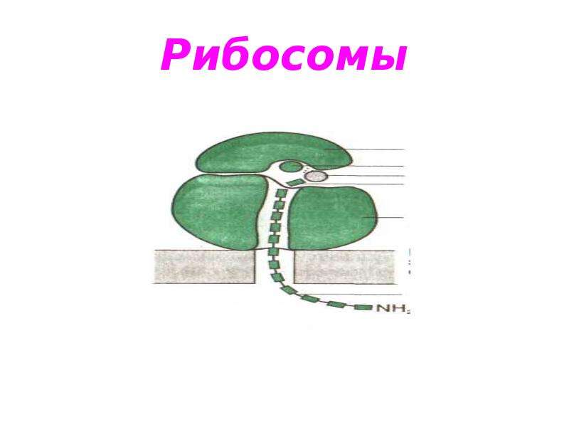 Рибосомы рисунок. Рибосомы в животной клетке.